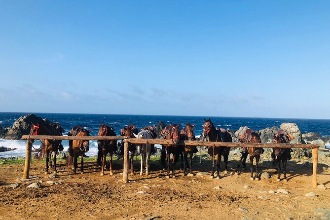 Horseback Ride Tour to Natural Pool in Arikok National Park - Transportation and Meeting Points