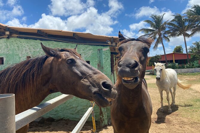 Horseback Ride Tour to Natural Pool in Arikok National Park - Exploring Arikok National Park