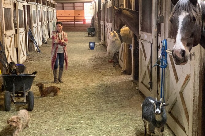 Horseback Rides, Interactions, and Petting Zoo - Meeting Point and Directions