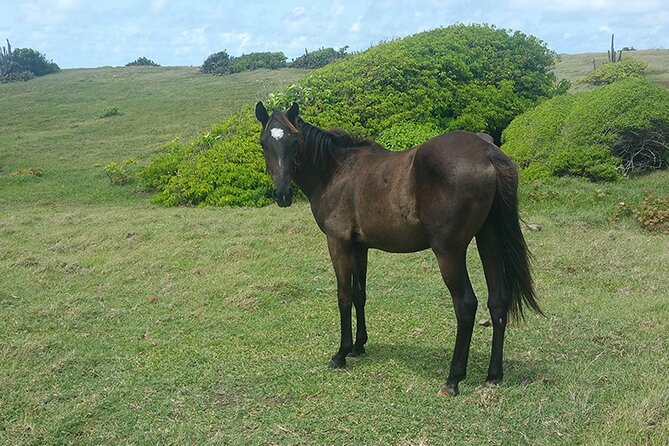 Horseback Riding Adventure Tour in St. Lucia - Experience Highlights