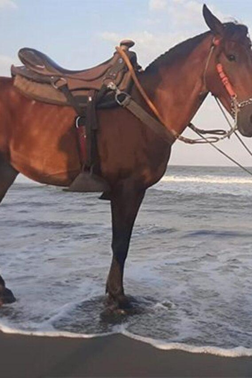 Horseback Riding Along the Beaches of Cartagena at Sunset - Experience Highlights