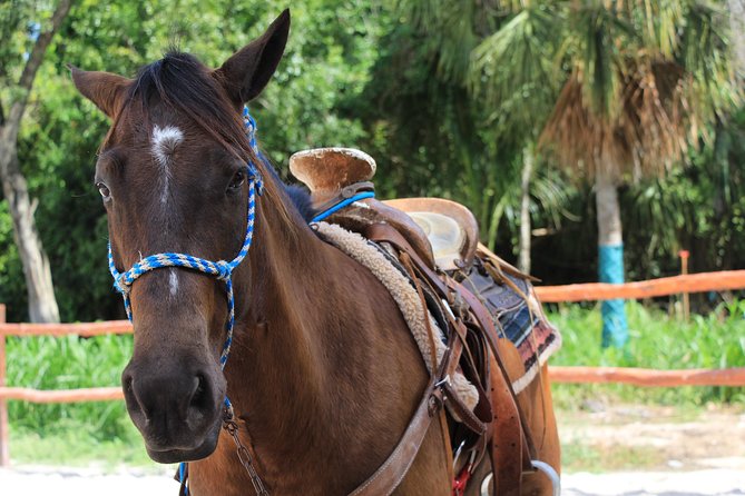 Horseback Riding and Cenote Swim From Cancun or Playa Del Carmen - Exploring the Jungle and Cenote