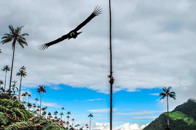 Horseback Riding and Excursion in Cocora Valley - Additional Information