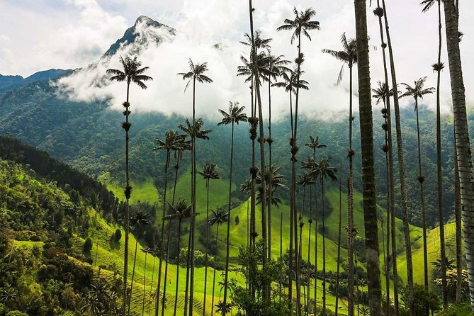 Horseback Riding and Excursion in Cocora Valley - Hiking Experience
