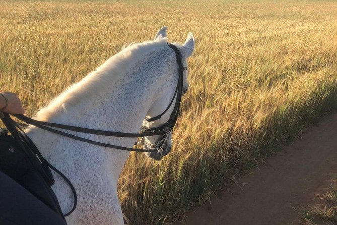 Horseback Riding Around Doñana - Tour Group Size and Policies
