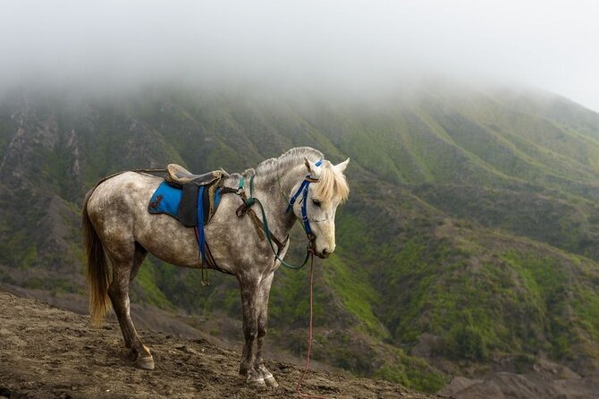Horseback Riding at Arenal Volcano Foothills - Horseback Riding Experience