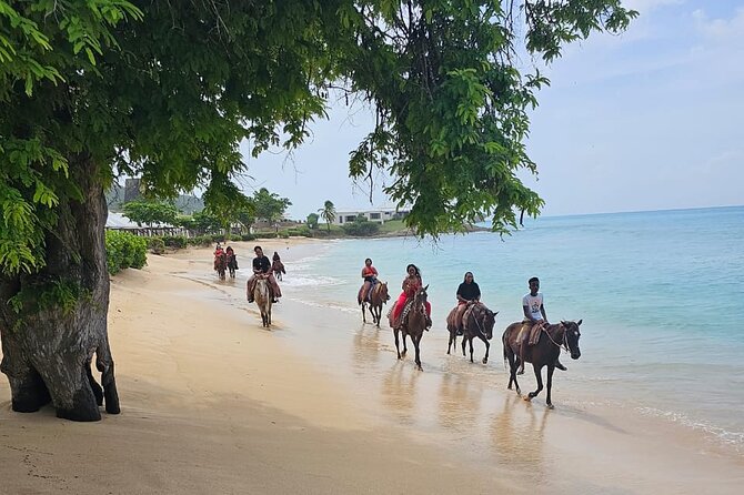 Horseback Riding at Hawksbill Beach in Five Islands Antigua - Included in the Experience