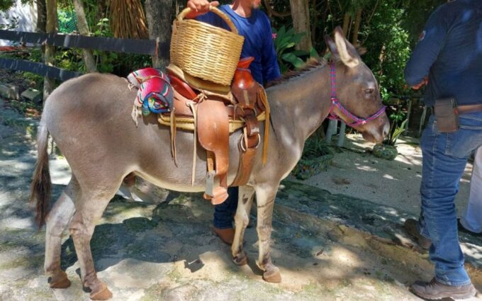 Horseback Riding at Rancho Bonanza and Cenote Swim - Accessibility Considerations