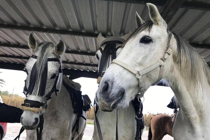 Horseback Riding by the Beach or Mountain in Tarifa, Spain - 1 to 2 Hrs - Duration and Rating of Experience
