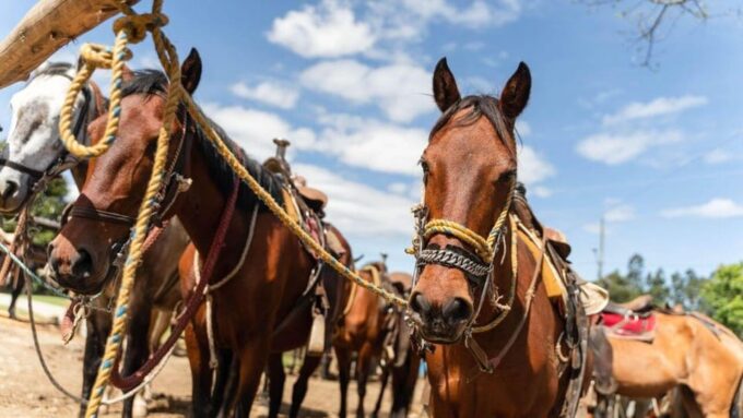 Horseback Riding Caldas Antioquia All Inclusive - Local Culture and Scenery