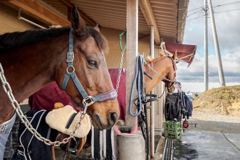 Horseback Riding Club to Learn About Connecting Lives - Explore the Riding Options for All Skill Levels
