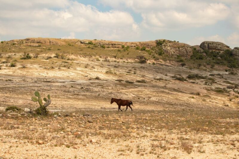 Horseback Riding, Country Bufet and Live Music - Booking Details