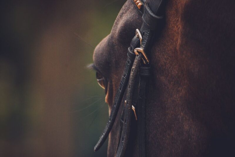 Horseback Riding, Country Bufet and Live Music - Panoramic Views of Guanajuato