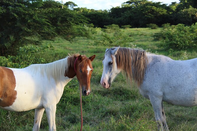 Horseback Riding Experience - Accessibility and Restrictions