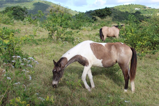 Horseback Riding Experience - Additional Information