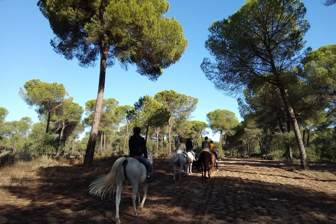Horseback Riding Experience in Aljarafe, Doñana Park From Seville - Participant Reviews and Feedback