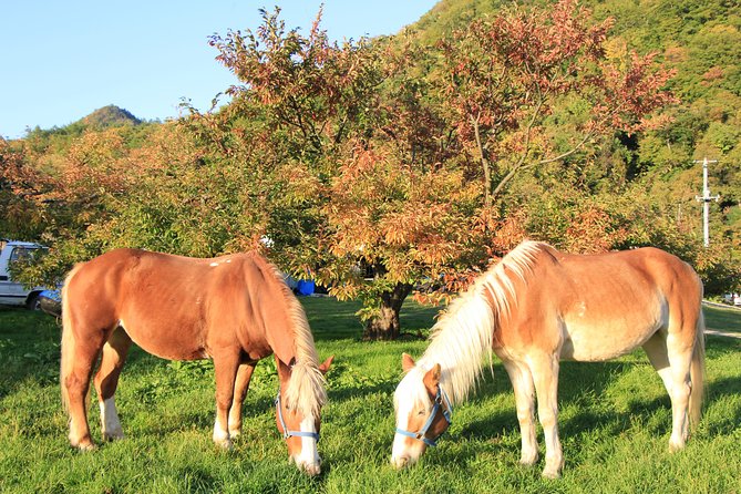 Horseback-Riding in a Country Side in Sapporo - Private Transfer Is Included - Maximum Weight Limit