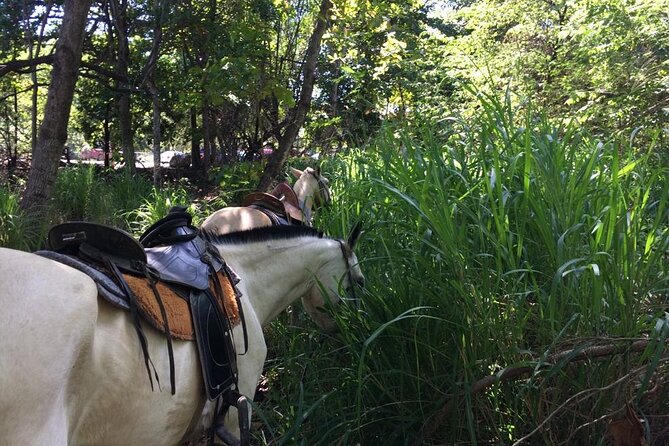 Horseback Riding in Tamarindo Beach - Riding Equipment and Accessibility