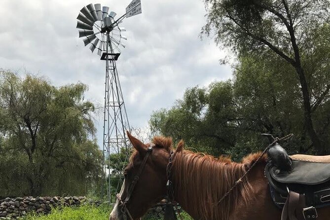 Horseback Riding in the Capulines - Participation Requirements
