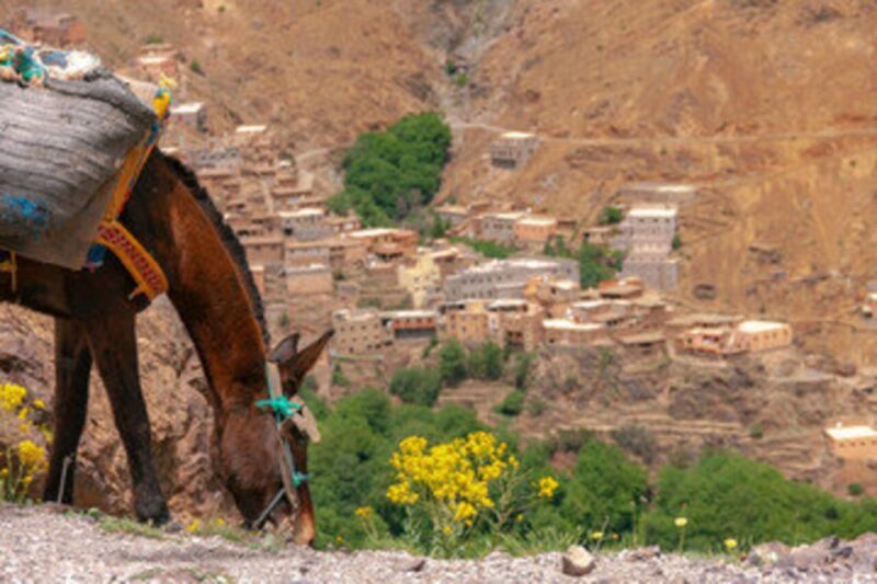 Horseback Riding in the High Atlas Mountains With Overnight - Key Points