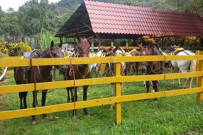 Horseback Riding Jaco - Key Points