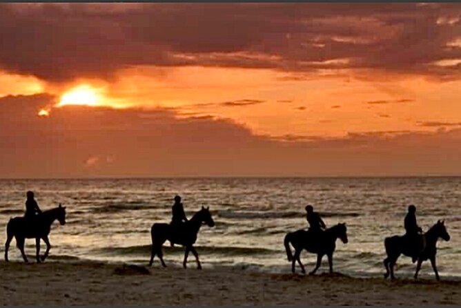 Horseback Riding on Beach, Winery, Alpacas, Penguins & Cowboybbq - Key Points