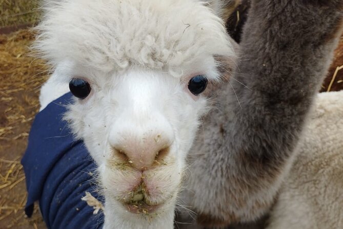 Horseback Riding on Beach, Winery, Alpacas, Penguins & Cowboybbq - Friendly Alpaca Interactions