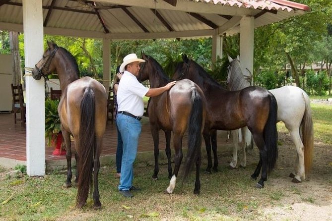 Horseback Riding on the Beach With Paso Colombiano Show,Cartagena - Scenic Coastal Riding Experience