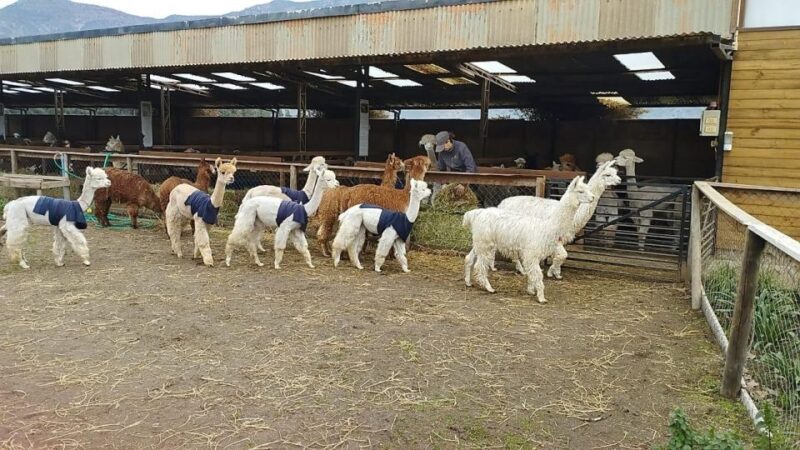 Horseback Riding, Penguins, Winery, Alpacas & Cowboy BBQ - Activities Included