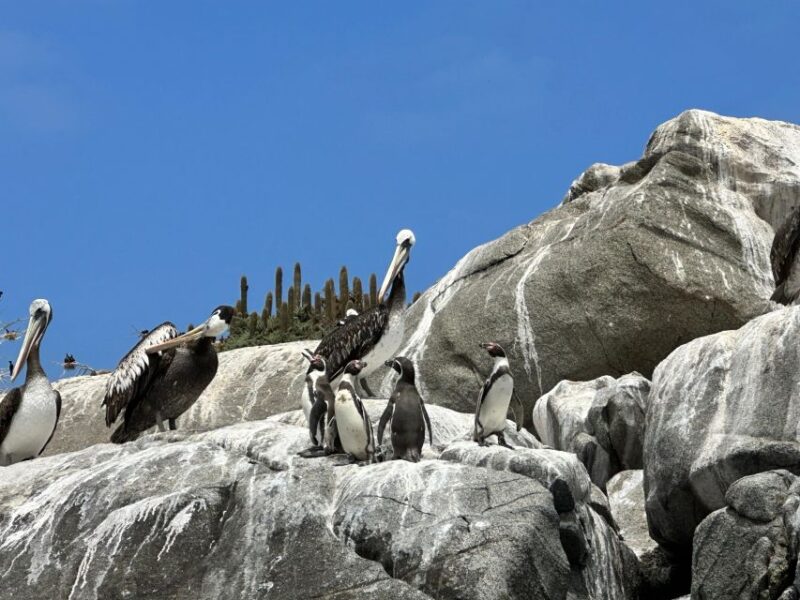 Horseback Riding, Penguins, Winery, Alpacas & Cowboy BBQ - Horseback Riding Experience