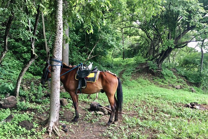 Horseback Riding Private Tour - Tour Reviews