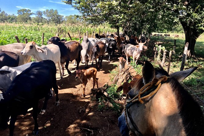 Horseback Riding Private Tour - Pricing and Cancellation