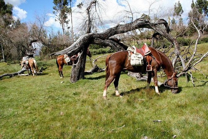 Horseback Riding Temple of the Moom in Cusco - Accessibility and Participation