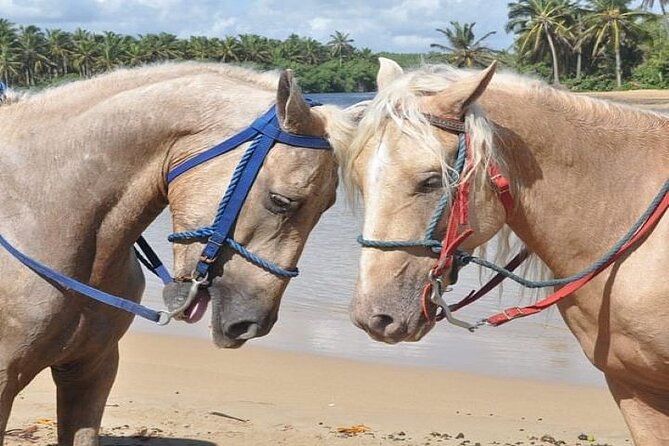 Horseback Riding to Maimon River From Punta Cana - Connecting With Nature