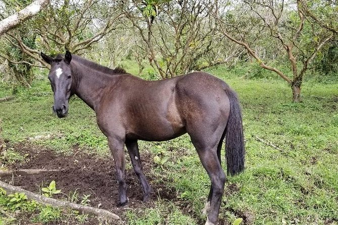 Horseback Riding Tour - Key Points