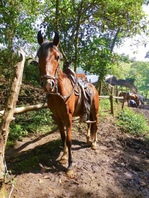Horseback Riding Tour and Visit to Tablón, Chaquira, Pelota - Guided Experience