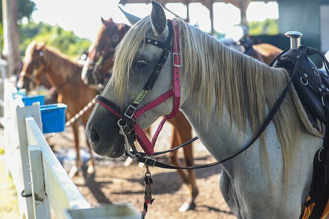 Horseback Riding Tour at Private Ranch - Authenticity and Customer Experience