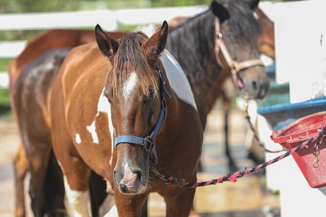 Horseback Riding Tour at Private Ranch - FAQ