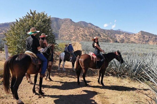 Horseback Riding Tour in the Agave Field With Lunch - Ratings and Reviews