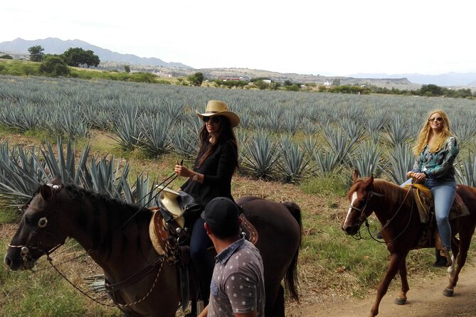 Horseback Riding Tour in the Agave Field With Lunch - Agave Landscape
