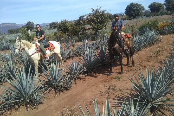 Horseback Riding Tour in the Agave Field With Lunch - Tequila Distillery