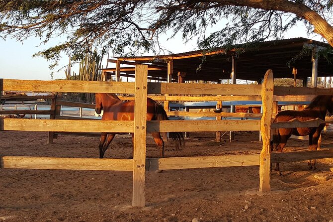 Horseback Riding Wariruri Beach Tour in Aruba - Health and Safety Guidelines