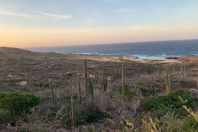 Horseback Riding Wariruri Beach Tour in Aruba - Attentive Guides and Well-Cared Horses