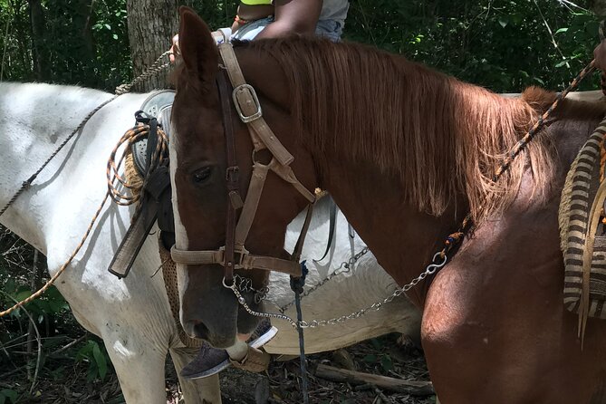 Horseback Riding With Atv, Zip Lines and Cenote, Lunch and Transfer - Customer Feedback and Experience