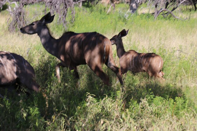 Horseback Safari Adventure in Hartbeespoort From Johannesburg - Pickup Information