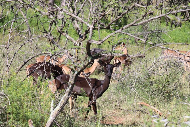 Horseback Safari Adventure in Hartbeespoort From Johannesburg - Highlights of the Tour