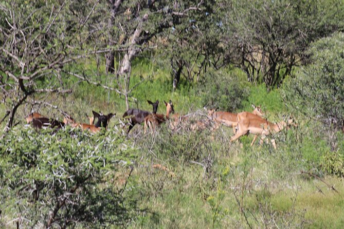 Horseback Safari Adventure in Hartbeespoort From Johannesburg - What to Expect