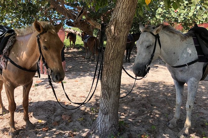 Horseback “Special”- Negril'S Beach Ride N' Swim With Free Photos/Videos - Tour Overview