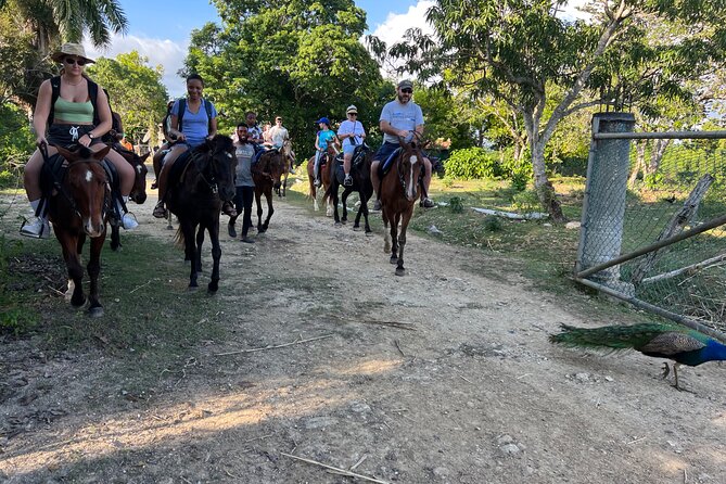 Horseback “Special”- Negril'S Beach Ride N' Swim With Free Photos/Videos - Feedback and Concerns