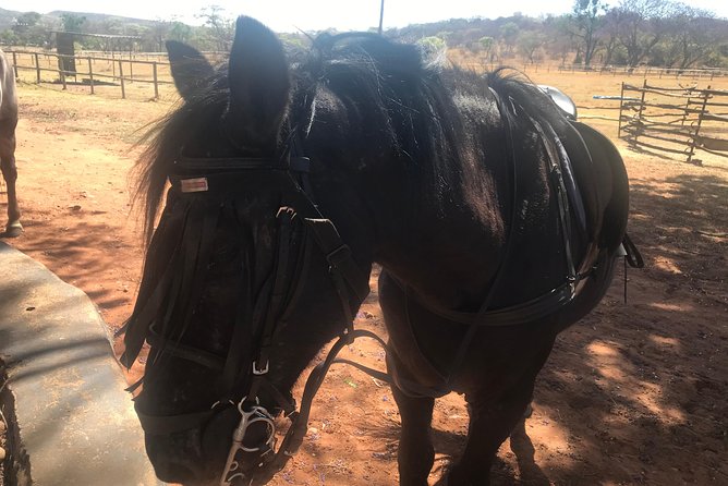 Horseriding Safari Day Tour From Johannesburg - Booking and Cancelation